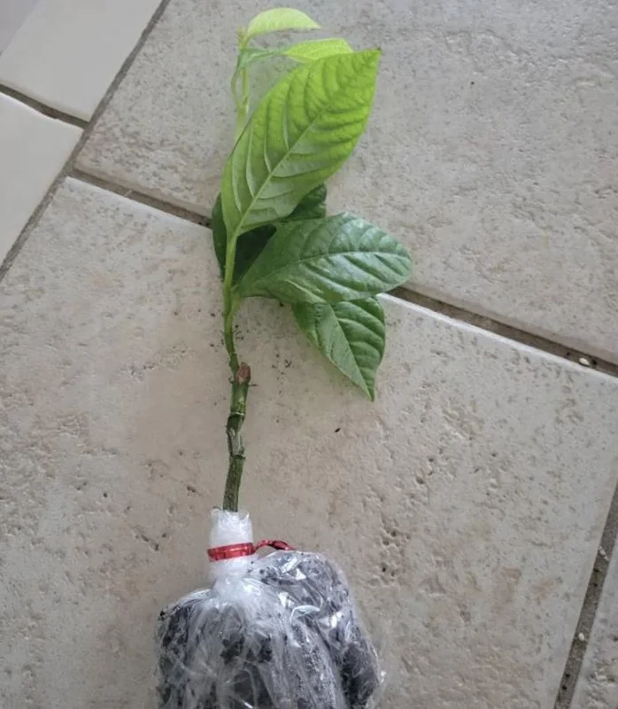 Sweet Sunrise Passion Fruit Live Plant – 4-6 Inches Tall – Tropical Climbing Vine - Image 2