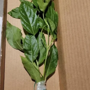 Sweet Sunrise Passion Fruit Live Plant – 4-6 Inches Tall – Tropical Climbing Vine - Image 4