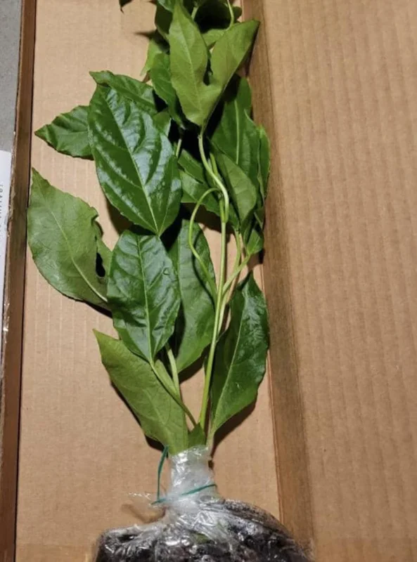 Sweet Sunrise Passion Fruit Live Plant – 4-6 Inches Tall – Tropical Climbing Vine - Image 4
