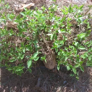 Sweetheart Lilac Live Plant - Syringa x hyacinthiflora - 8-10 Inch Starter - Image 2