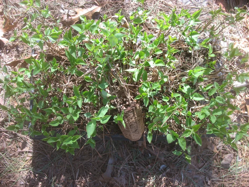 Sweetheart Lilac Live Plant - Syringa x hyacinthiflora - 8-10 Inch Starter - Image 2