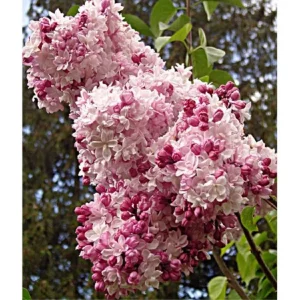 Sweetheart Lilac Live Plant - Syringa x hyacinthiflora - 8-10 Inch Starter - Image 1