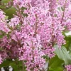 Syringa Meyeri 'Flowerfesta Pink' Lilac Live Plant - 7 Inch Starter Shrub, Fragrant - Image 1