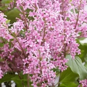 Syringa Meyeri 'Flowerfesta Pink' Lilac Live Plant - 7 Inch Starter Shrub, Fragrant - Image 1