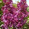 Syringa Monge Lilac Live Plant - Fragrant Reddish-Purple Flowers, 6-8 Inch Starter - Image 1