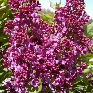 Syringa Monge Lilac Live Plant - Fragrant Reddish-Purple Flowers, 6-8 Inch Starter - Image 1