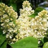 Syringa 'Primrose' Lilac Live Plant – Fragrant Yellow Blooms – Starter Plant 7-10 inches - Image 1