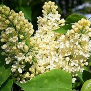 Syringa 'Primrose' Lilac Live Plant – Fragrant Yellow Blooms – Starter Plant 7-10 inches - Image 1