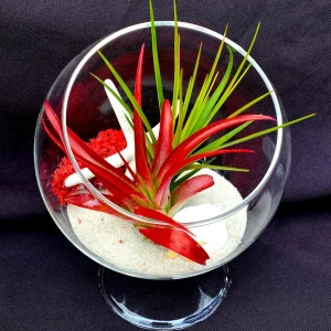Tan Starfish Set of 10 - Beach Wedding Favors & Terrarium Decor - Image 2