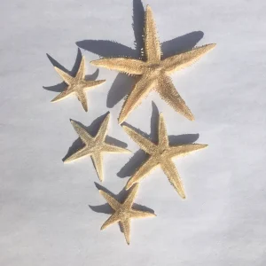 Tan Starfish Set of 10 - Beach Wedding Favors & Terrarium Decor - Image 1
