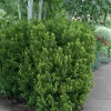 Taxus Hicksii Yew Live Plant - 5-7 Inch Starter Evergreen Shrub - Image 1