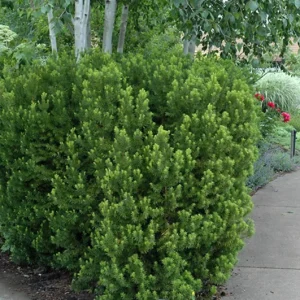Taxus Hicksii Yew Live Plant - 5-7 Inch Starter Evergreen Shrub - Image 1