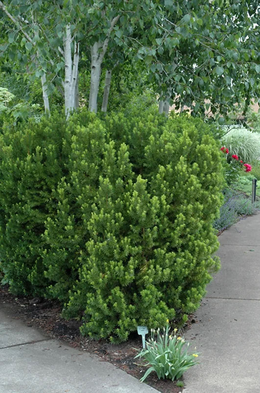 Taxus Hicksii Yew Live Plant - 5-7 Inch Starter Evergreen Shrub - Image 1