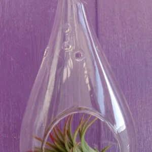 Tear Drop Orb Hanging Air plant Planter kit 5 inches TD105 - Image 3
