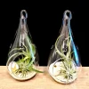 Teardrop Glass Terrarium Kit - Set of 2 with 4 Live Air Plants, Decor - Image 1