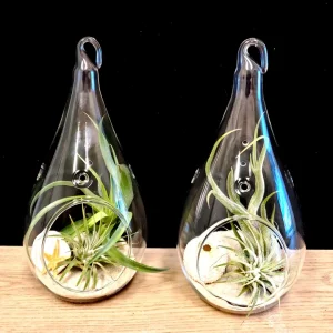 Teardrop Glass Terrarium Kit - Set of 2 with 4 Live Air Plants, Decor - Image 1