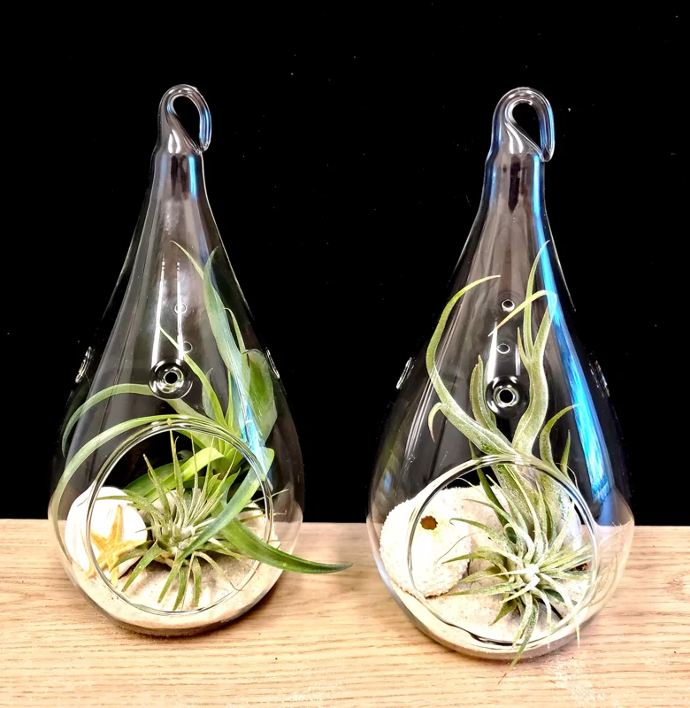 Teardrop Glass Terrarium Kit - Set of 2 with 4 Live Air Plants, Decor - Image 1