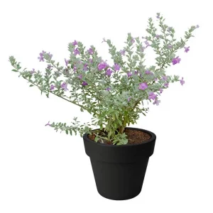 Texas Sage Live Plant (Leucophyllum frutescens) - Purple Sage Drought Tolerant Shrub - 5-9