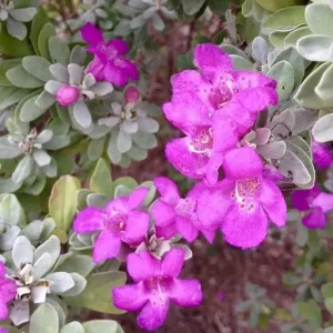 Texas Sage Live Plant (Leucophyllum frutescens) - Purple Sage Drought Tolerant Shrub - 5-9