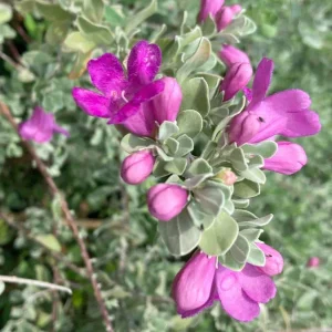 Texas Sage Live Plant (Leucophyllum frutescens) - Purple Sage Drought Tolerant Shrub - 5-9