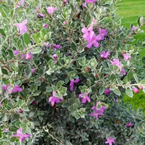 Texas Sage Live Plant (Leucophyllum frutescens) - Purple Sage Drought Tolerant Shrub - 5-9