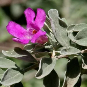 Texas Sage Live Plant (Leucophyllum frutescens) - Purple Sage Drought Tolerant Shrub - 5-9
