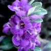 Texas Sage Live Plant (Leucophyllum frutescens) - Purple Sage Drought Tolerant Shrub - 5-9" Tall - Pack of 2 - Image 1