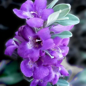 Texas Sage Live Plant (Leucophyllum frutescens) - Purple Sage Drought Tolerant Shrub - 5-9