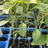 Thai Red Dragon Chili Live Plants 3-Pack - Super Hot Pepper 75-Day Old - Image 1