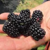 Thornless Blackberry Live Plant - Large Berry Bush, 4-6 inch Starter - Image 1