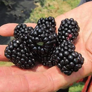 Thornless Blackberry Live Plant - Large Berry Bush, 4-6 inch Starter - Image 1