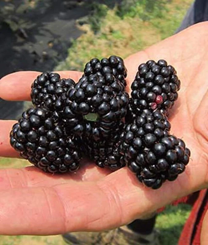 Thornless Blackberry Live Plant - Large Berry Bush, 4-6 inch Starter - Image 1