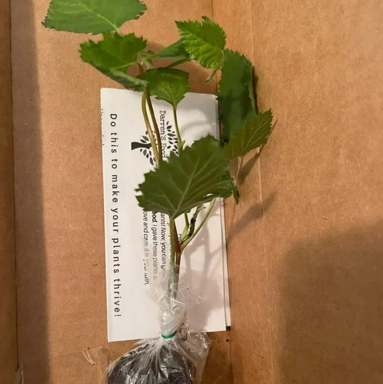 Thornless Blackberry Live Plant - Large Berry Bush, 4-6 inch Starter - Image 2