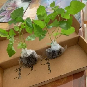 Thornless Blackberry Live Plant - Large Berry Bush, 4-6 inch Starter - Image 3