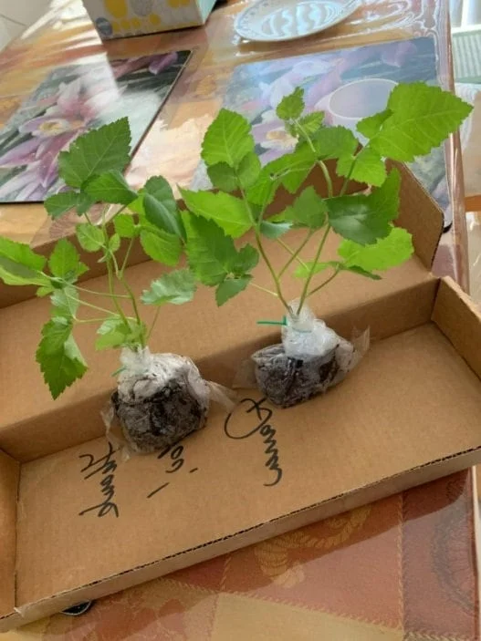 Thornless Blackberry Live Plant - Large Berry Bush, 4-6 inch Starter - Image 3