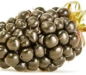 Thornless Blackberry Live Plant - Large Berry Bush, 4-6 inch Starter - Image 5
