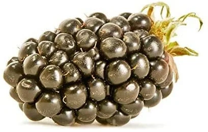 Thornless Blackberry Live Plant - Large Berry Bush, 4-6 inch Starter - Image 5