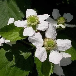Thornless Blackberry Live Plant - Large Berry Bush, 4-6 inch Starter - Image 6