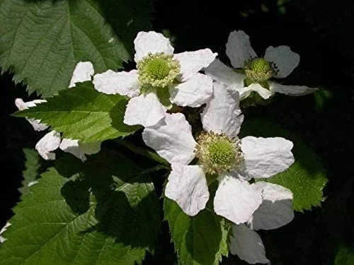Thornless Blackberry Live Plant - Large Berry Bush, 4-6 inch Starter - Image 6