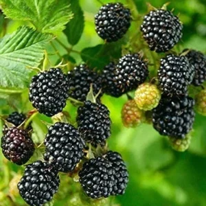 Thornless Blackberry Live Plant - Large Berry Bush, 4-6 inch Starter - Image 7