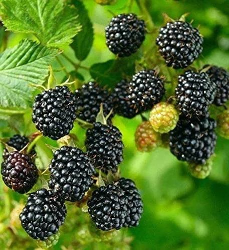 Thornless Blackberry Live Plant - Large Berry Bush, 4-6 inch Starter - Image 7