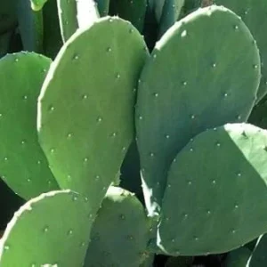 Thornless Prickly Pear Live Plant - Easy Care Succulent for Indoors/Outdoors - Image 1