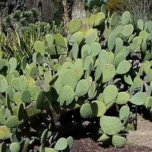 Thornless Prickly Pear Live Plant - Easy Care Succulent for Indoors/Outdoors - Image 2