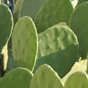 Thornless Prickly Pear Live Plant - Easy Care Succulent for Indoors/Outdoors - Image 3