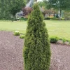 Thuja 'Emerald Squeeze' Live Plant - Starter Shrub - 4-6 Inch Tall - Outdoor - Image 1