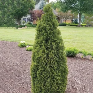 Thuja 'Emerald Squeeze' Live Plant - Starter Shrub - 4-6 Inch Tall - Outdoor - Image 1