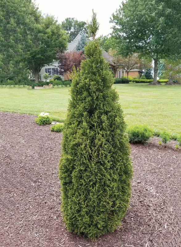 Thuja 'Emerald Squeeze' Live Plant - Starter Shrub - 4-6 Inch Tall - Outdoor - Image 1