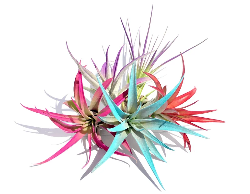 Tillandsia Air Plant Mix - 5 Pack Live Plants - 4-8" Assorted Colors - Image 2