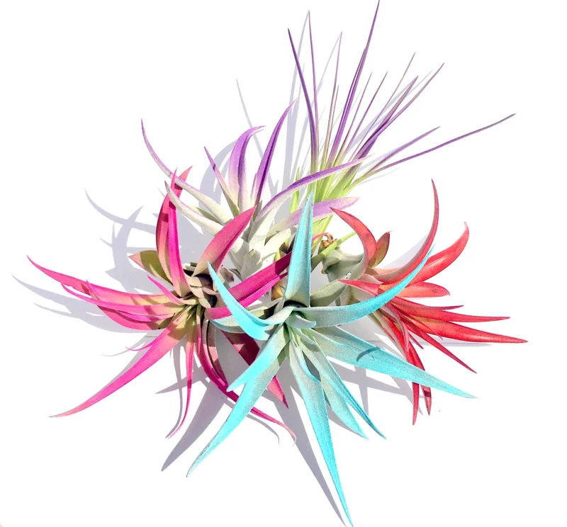 Tillandsia Air Plant Mix - 5 Pack Live Plants - 4-8" Assorted Colors - Image 1