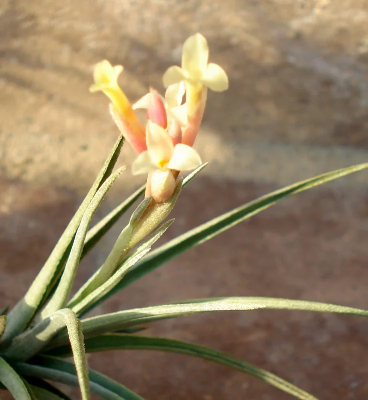 Tillandsia Air Plant Mix - Live Plants for Terrariums, Wedding Favors & Decor, 2-5 inches - Image 2
